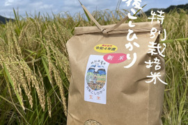 ＜令和7年新米＞９月１０日発送　白米 ５K 特別栽培米　京都丹後こしひかり　農薬使用当地比８０％以上削減/ネオニコチノイド系農薬不使用