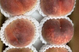 【ご自宅用】品種おまかせ♪7月の朝採れ桃詰め合わせ2kg