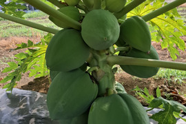 今注目の青パパイヤ❣　(農薬不使用栽培)