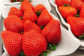 【旬割-1,000円】8P!山の斜面で十分な日光を浴びたビタミンCたっぷり苺！2kg