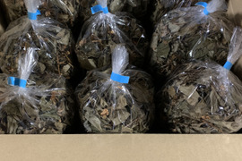 今なら増量さらにお買得！　どくだみ　400g+50g