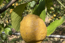 無・レモン C級品(1.8kg)