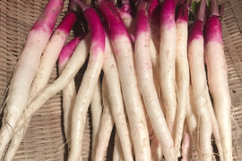 日野菜かぶ　すらっと美しいかぶ　60サイズ（約1.2kg）