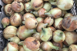 自然農　玉ねぎ　1ｋｇ