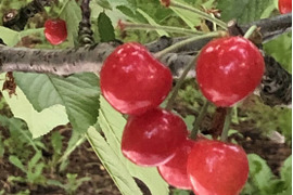 🍒⚠️期間限定【祝✨新規出品特別価格】🍒【訳あり】【佐藤錦】【M・L混合】【1kg】山形県東根産　※色のばらつき、双子、傷、多少のうるみ等有り