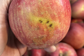 長野県産家庭用サンふじ5kg