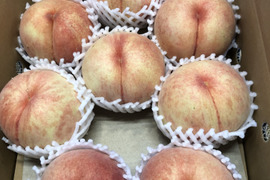 １度にたくさん食べたい方に！４箱限定！川中島白桃5k　11～13個入り