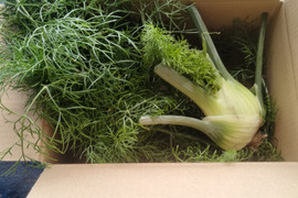 長崎県産！フェンネル（葉っぱなし）1.5kg入り！
