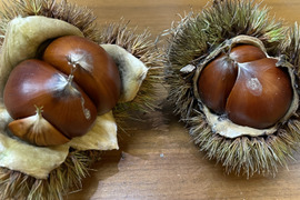 その他栗の通販｜栗｜食べチョク｜産地直送(産直)お取り寄せ通販