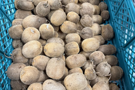 ジューシー！グリーンキウイ1kg