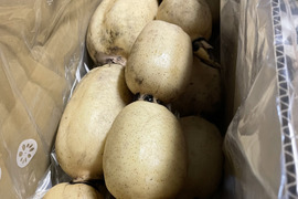 【新鮮】茨城県かすみがうら産朝採れうまかっぺれんこん（4kg)