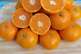 【濃い甘味】させぼ小玉みかん(ご家庭用・5kg)