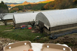 【2025食べちょくアワード受賞卵】古都風雅ファームの大寒卵（大寒初日1/20生まれの卵）