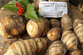 京都伝統野菜  小さい海老芋＆こえびちゃん合計１K＆ちいさなちいさなこえびちゃん300gセット