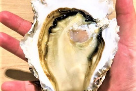【 【初回限定ＢＯＸ】糸島サウンドLLサイズ 岩牡蠣　3個　生食可