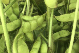 山形県鶴岡産だだちゃ豆　甘露　 1.5kg