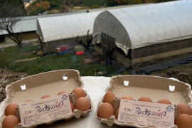 平飼い　輝く初卵　初産み卵　40個
〜縁起物:命みなぎる若鶏からの贈り物〜