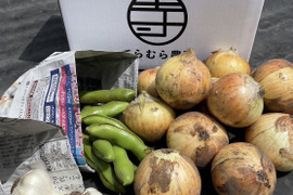 てらむら産地の野菜セット