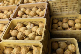 二十世紀梨　優品　10キロ