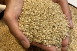 【コシヒカリ玄米27kg】【令和7年新米🌾】炊きたて艶ピカ°˖✧（本州の方限定）