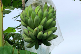 【特別価格！】ナムワバナナ１kg