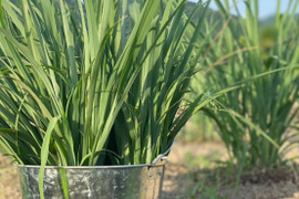 【栽培期間中】葉 フレッシュレモングラス  300g【農薬不使用】