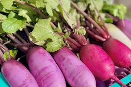 カラフル！彩り大根&かぶ　3種類詰め合わせ3kg