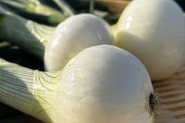 「真冬に届く、春の味」【玉ねぎ】