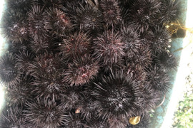 発送日に水揚げ　三陸漁師直送　殻付き生キタムラサキウニ1.5kg 　送料込み