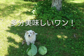 【ちょっと訳あり】🫣柔らか〜い！　1年で1番美味しい春キャベツ。100サイズ　6玉前後入　約9kg