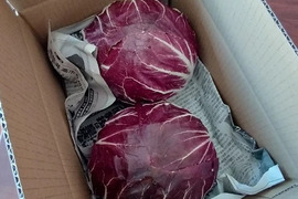 ラディッキオ　キオッジャ　イタリア野菜　野菜に彩りを✨