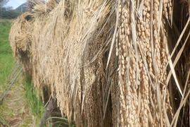 明治時代のお米！　神力（玄米）　5ｋｇ　天日干し・自然栽培　　令和5年度産　新米