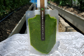 温室野菜 sano 無添加 生バジルソース（１３０g)×２