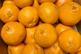 ぷりぷり食感！広島県産 ｢はるみ｣ 5kg