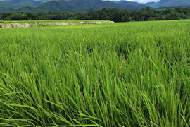 令和8年産　農薬不使用　虹のきらめき　玄米　5kg