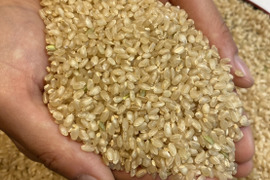 【虹のきらめき玄米10kg】【2025年米】新米🌾大粒の食べ応えと甘みが自慢°˖✧