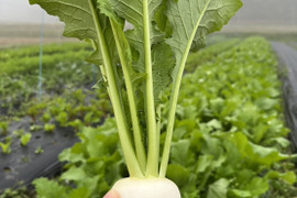 【6月中旬～発送】京都丹波産 イタリア野菜　
サラダ・ラティーナ（サラダカブ）1kg（5〜10個）
