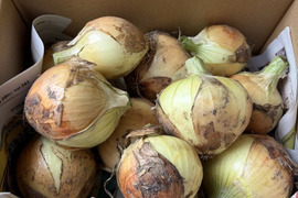 自然栽培 サラダ玉ねぎ２K（新玉ねぎ）農薬・化学肥料・除草剤不使用