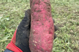 ご予約開始!!紅はるか2kg🍠兵庫県丹波産【お米農家の作るさつまいも】農薬・化学肥料不使用 自家製燻炭・こだわり鶏糞の有機肥料使用!!紅はるか・大きさいろいろ 小キズあり