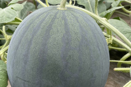 【金の土】熊本県植木産スイカ！！《篤壌シリーズ》黒小玉スイカ(Sサイズ2個入）(ひとりじめ）