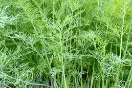 栽培期間農薬不使用　ディル　500グラム
