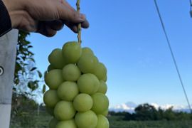 【ギフト用！9月発送！予約販売！朝採れ新鮮】山梨県産シャインマスカット4房(約2kg)