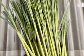【沖縄県産、摘みたて出荷】レモングラス500g