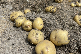 新じゃが キタアカリ５kg(Ｍサイズ)