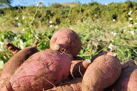 島のおいしい♪さつまいも『べにはるか』５kg　長崎県五島産