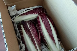ラディッキオ　プレコーチェ　イタリア野菜　野菜に彩りを✨