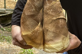 【京都産】朝掘り京たけのこ（大ぶりサイズ）｜食べ応えしっかり満足サイズ