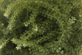 まるで海の中!?宮古のマーメイド海ぶどう(500g)