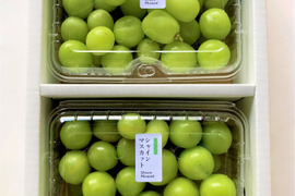 【TUBU-shine muscat-】シャインマスカット　1kg　(500g×2パック)