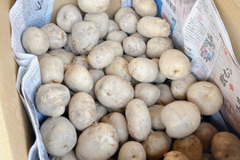 じゃがいも（男爵）9ｋｇ